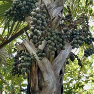 Latania lontaroides.latanier rouge.latanier de Bourbon.arecaceae.endémique Réunion. (1).jpeg