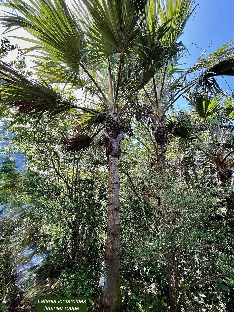 Latania lontaroides.latanier rouge.latanier de Bourbon.arecaceae.endémique Réunion..jpeg