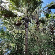 Latania lontaroides.latanier rouge.latanier de Bourbon.arecaceae.endémique Réunion..jpeg