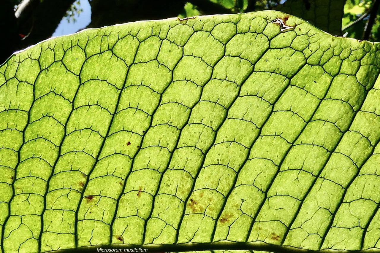 Microsorum musifolium. (Microsorum crocodyllus.) fougère crocodile.détail de la face supérieure d'une fronde .polypodiaceae.espèce cultivée..jpeg