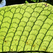 Microsorum musifolium. (Microsorum crocodyllus.) fougère crocodile.détail de la face supérieure d'une fronde .polypodiaceae.espèce cultivée..jpeg