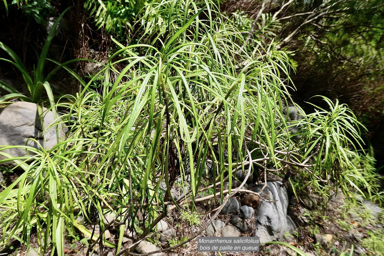 Monarrhenus salicifolius Cass.bois de paille en queue.asteraceae.endémique Réunion Maurice. (1).jpeg