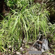 Monarrhenus salicifolius Cass.bois de paille en queue.asteraceae.endémique Réunion Maurice. (1).jpeg