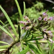 Monarrhenus salicifolius Cass.bois de paille en queue.asteraceae.endémique Réunion Maurice. (2).jpeg