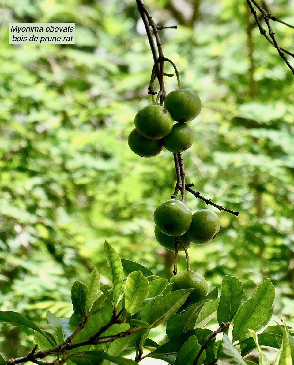 Myonima obovata .bois de prune marron.bois de prune rat. ( fruits ) .rubiaceae.endémique Réunion Maurice.jpeg