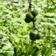 Myonima obovata .bois de prune marron.bois de prune rat. ( fruits ) .rubiaceae.endémique Réunion Maurice.jpeg