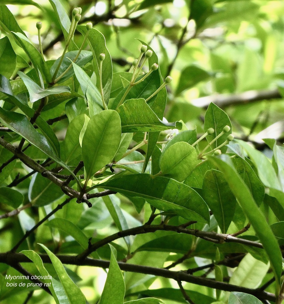 Myonima obovata .bois de prune marron.bois de prune rat.rubiaceae.endémique Réunion Maurice (1).jpeg