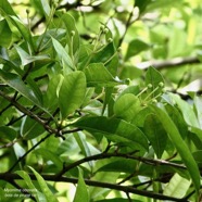 Myonima obovata .bois de prune marron.bois de prune rat.rubiaceae.endémique Réunion Maurice (1).jpeg