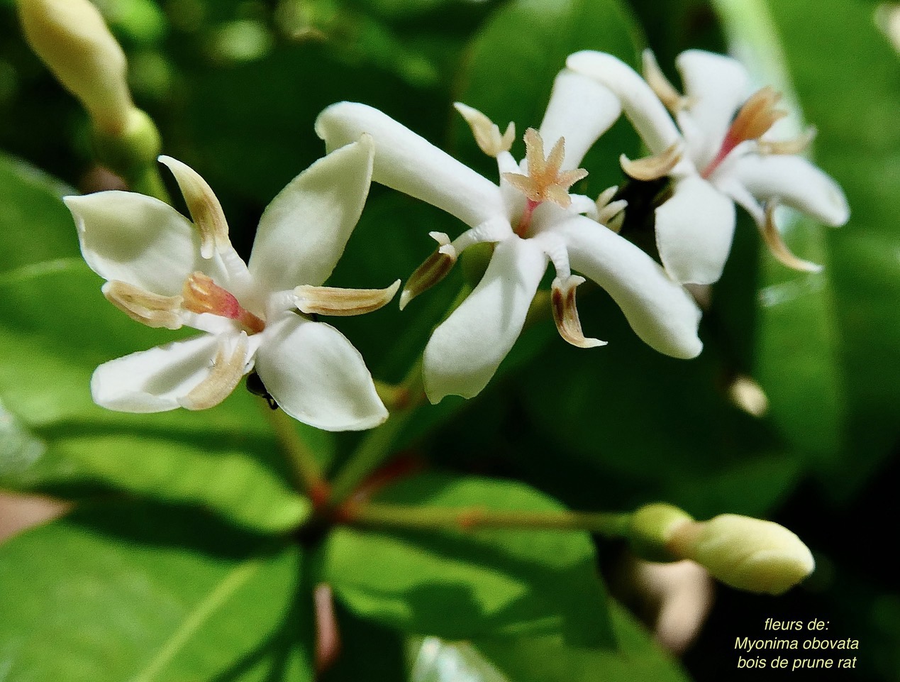 Myonima obovata .bois de prune marron.bois de prune rat.rubiaceae.endémique Réunion Maurice.jpeg