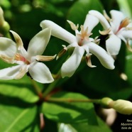 Myonima obovata .bois de prune marron.bois de prune rat.rubiaceae.endémique Réunion Maurice.jpeg