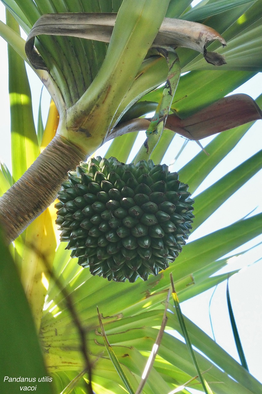 Pandanus utilis Bory.vacoi. ( fruit )pandanaceae..jpeg