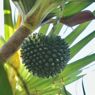 Pandanus utilis Bory.vacoi. ( fruit )pandanaceae..jpeg