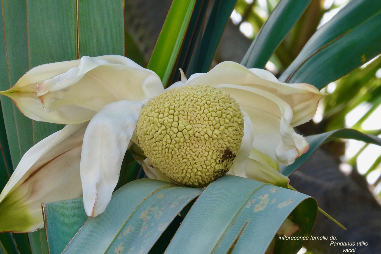 Pandanus utilis Bory.vacoi.( inflorescence femelle ) .pandanaceae..jpeg