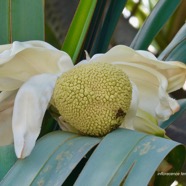 Pandanus utilis Bory.vacoi.( inflorescence femelle ) .pandanaceae..jpeg