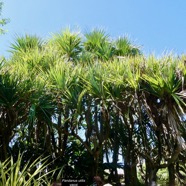 Pandanus utilis Bory.vacoi.pandanaceae..jpeg