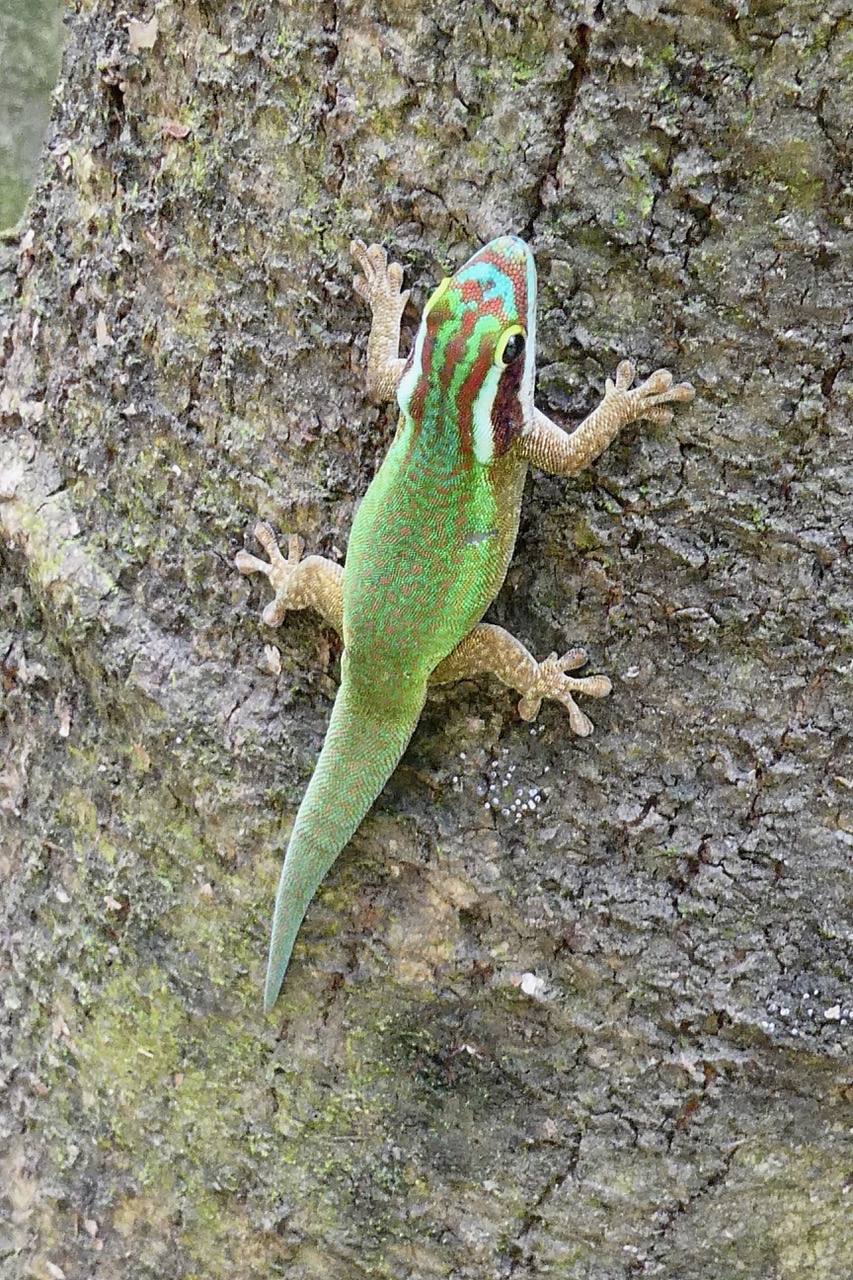 Phelsuma inexpectata.gecko vert de Manapany.gekkonidae.endémique Réunion. (1).jpeg