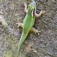 Phelsuma inexpectata.gecko vert de Manapany.gekkonidae.endémique Réunion. (1).jpeg