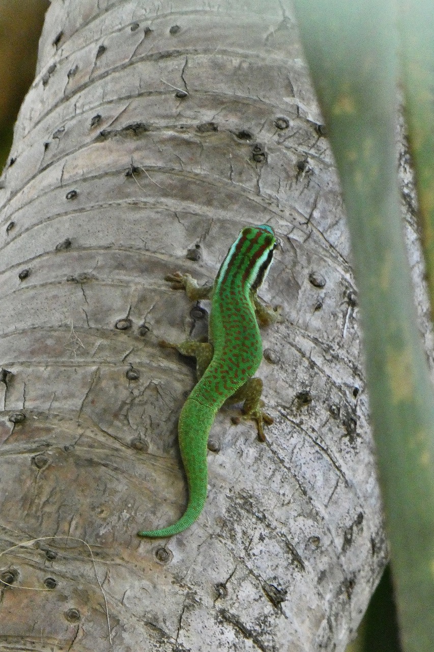 Phelsuma inexpectata.gecko vert de Manapany.gekkonidae.endémique Réunion..jpeg