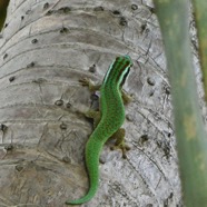 Phelsuma inexpectata.gecko vert de Manapany.gekkonidae.endémique Réunion..jpeg