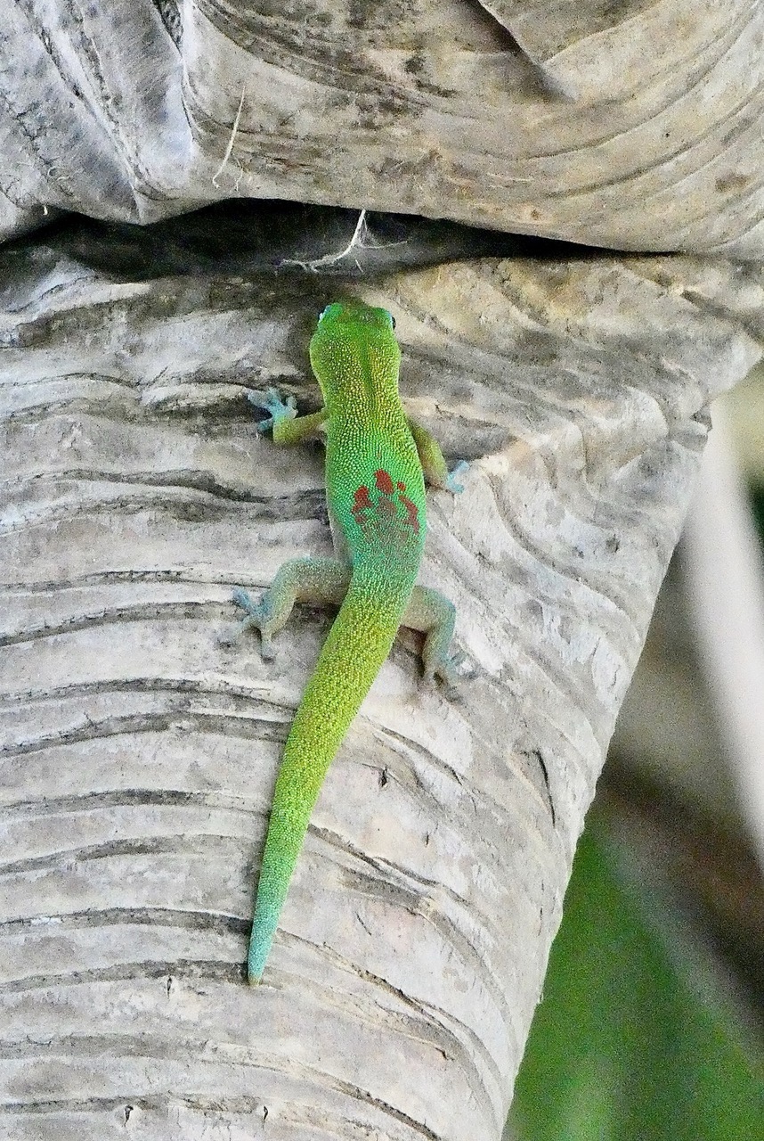 Phelsuma laticauda. gekkonidae..jpeg