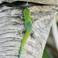 Phelsuma laticauda. gekkonidae..jpeg