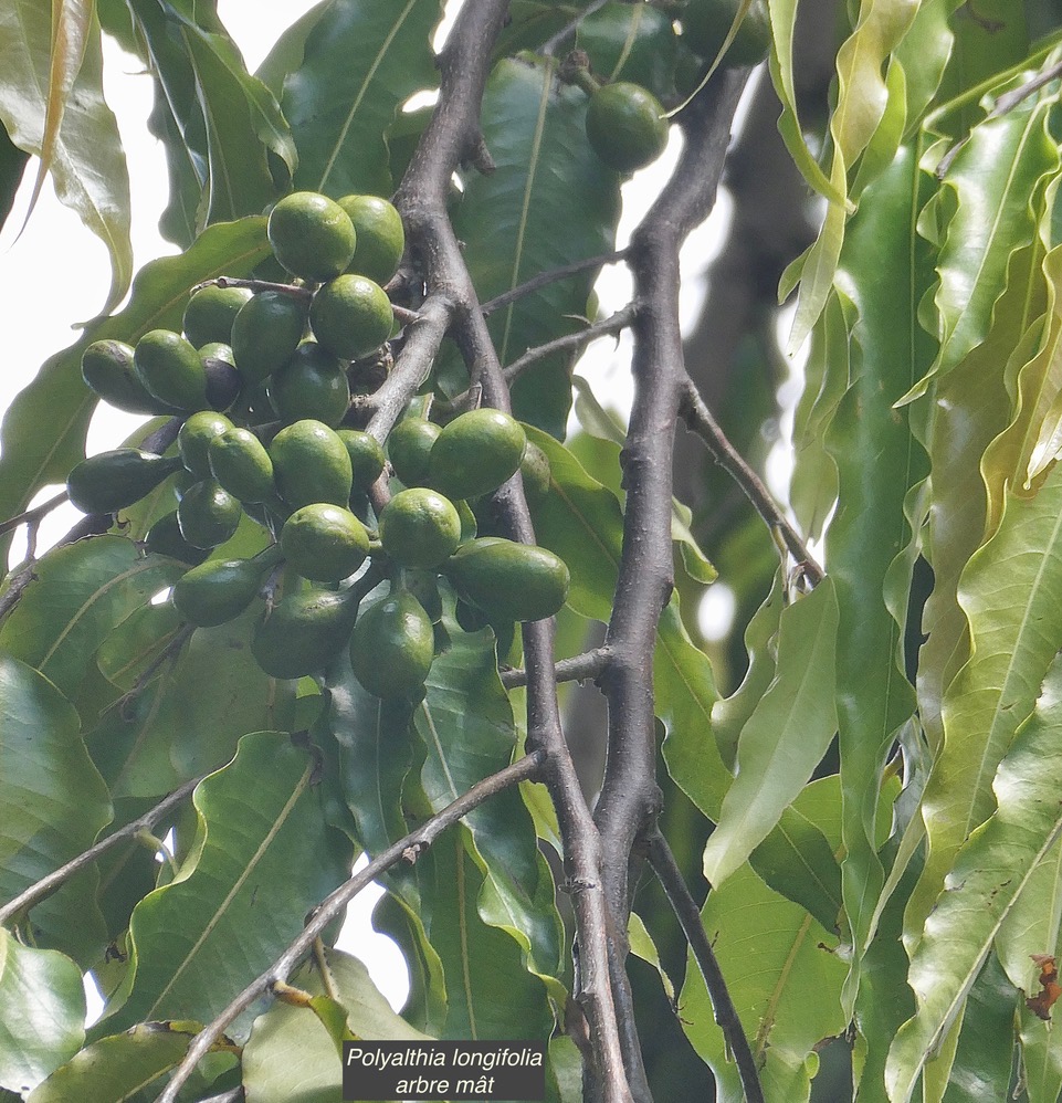 Polyalthia longifolia.arbre à mâture. arbre mât..( fruits ) annonaceae.espèce cultivée..jpeg