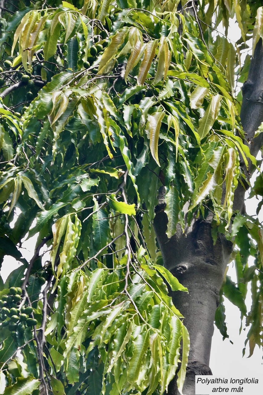 Polyalthia longifolia.arbre à mâture. arbre mât..annonaceae.espèce cultivée. (1).jpeg