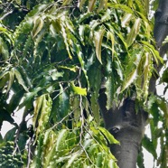 Polyalthia longifolia.arbre à mâture. arbre mât..annonaceae.espèce cultivée. (1).jpeg