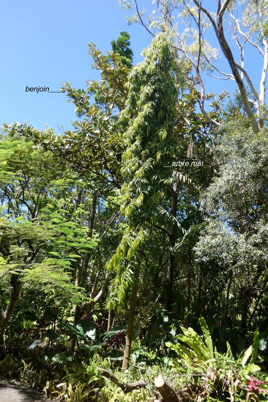 Polyalthia longifolia.arbre à mâture. arbre mât..annonaceae.espèce cultivée..jpeg