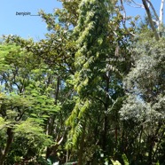 Polyalthia longifolia.arbre à mâture. arbre mât..annonaceae.espèce cultivée..jpeg