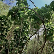 Polyscias scutellaria.la moque.araliaceae.espèce cultivée. (1).jpeg