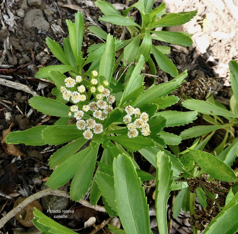 Psiadia retusa. la salière. la saliette. asteraceae. endémique Réunion..jpeg