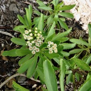 Psiadia retusa. la salière. la saliette. asteraceae. endémique Réunion..jpeg