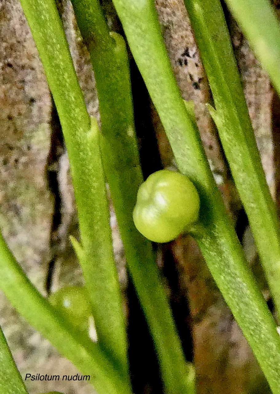 Psilotum nudum.psilotaceae.indigène Réunion. (2).jpeg