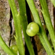 Psilotum nudum.psilotaceae.indigène Réunion. (2).jpeg