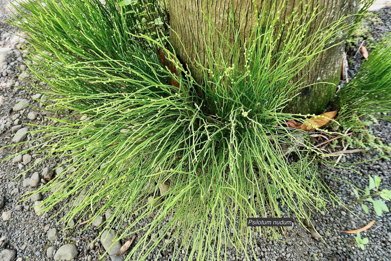 Psilotum nudum.psilotaceae.indigène Réunion..jpeg