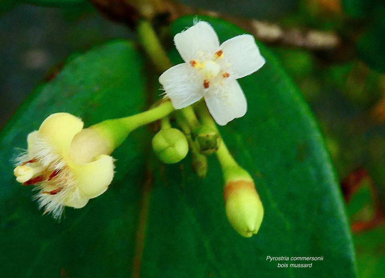 Pyrostria commersonii J.F.Gmel.bois mussard rubiaceae.endémique Réunion . (1).jpeg