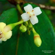 Pyrostria commersonii J.F.Gmel.bois mussard rubiaceae.endémique Réunion . (1).jpeg