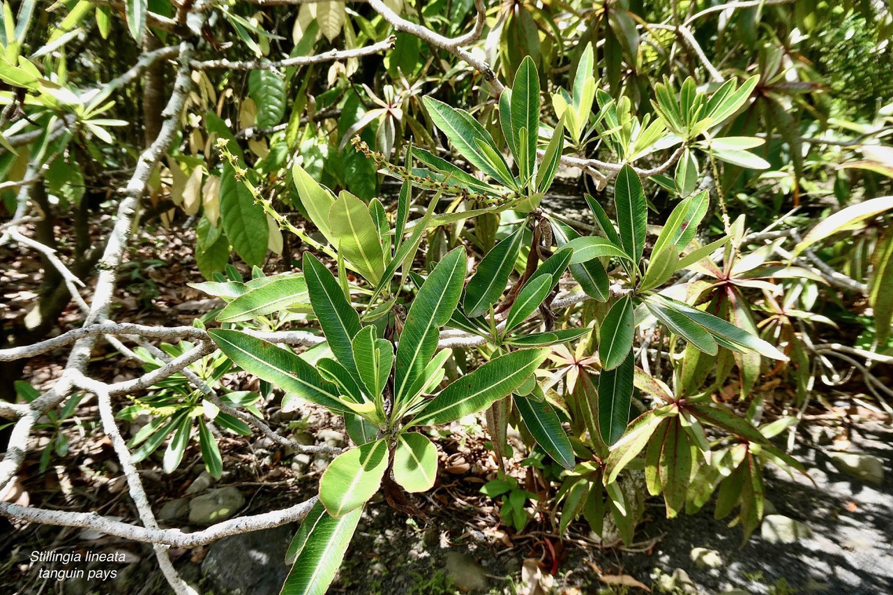 Stillingia lineata( Lam.)Müll.Arg.tanguin pays.euphorbiaceae.indigène Réunion.Bois puant en bas à droite .jpeg