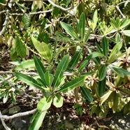 Stillingia lineata( Lam.)Müll.Arg.tanguin pays.euphorbiaceae.indigène Réunion.Bois puant en bas à droite .jpeg