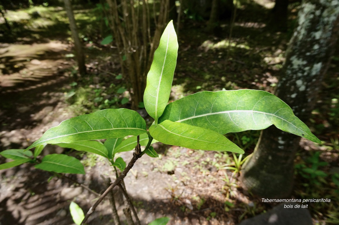 Tabernaemontana persicarifolia .bois de lait.petit bois de lait.apocynaceae.endémique Réunion Maurice..jpeg