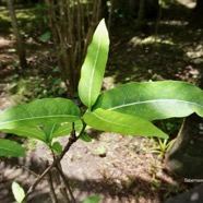 Tabernaemontana persicarifolia .bois de lait.petit bois de lait.apocynaceae.endémique Réunion Maurice..jpeg