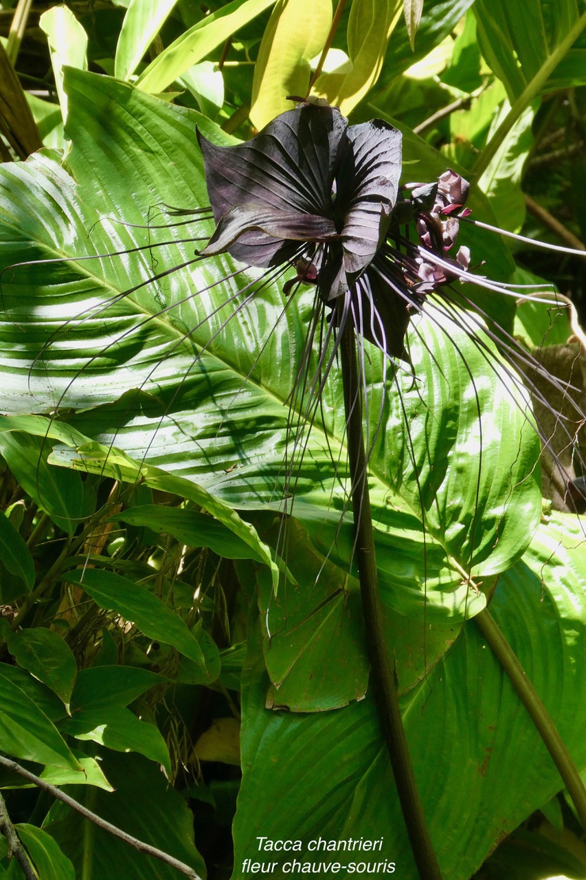 Tacca chantrieri.fleur chauve-souris.dioscoreaceae.espèce cultivée..jpeg