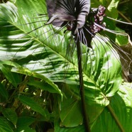 Tacca chantrieri.fleur chauve-souris.dioscoreaceae.espèce cultivée..jpeg