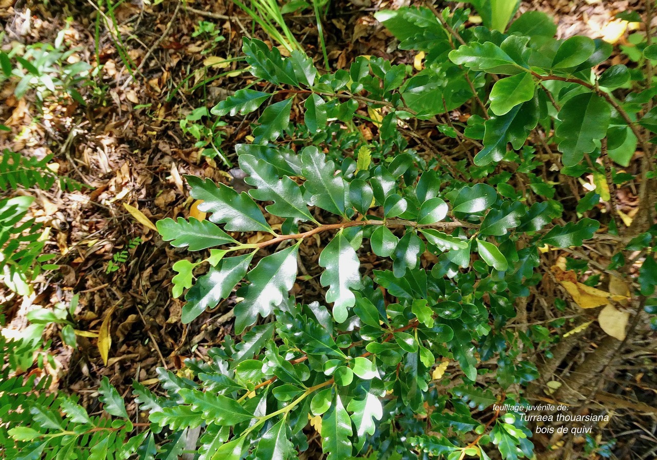 Turraea thouarsiana.bois de quivi.( feuillage juvénile ) meliaceae.endémique Réunion Maurice..jpeg