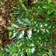 Turraea thouarsiana.bois de quivi.( feuillage juvénile ) meliaceae.endémique Réunion Maurice..jpeg