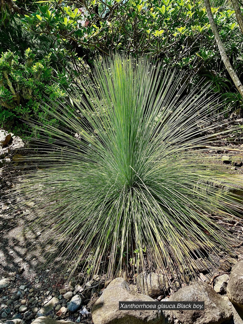 Xanthorrhoea glauca.Black boy.xanthorrhoeaceae.espèce cultivée originaire d’Austtralie.jpeg