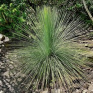 Xanthorrhoea glauca.Black boy.xanthorrhoeaceae.espèce cultivée originaire d’Austtralie.jpeg