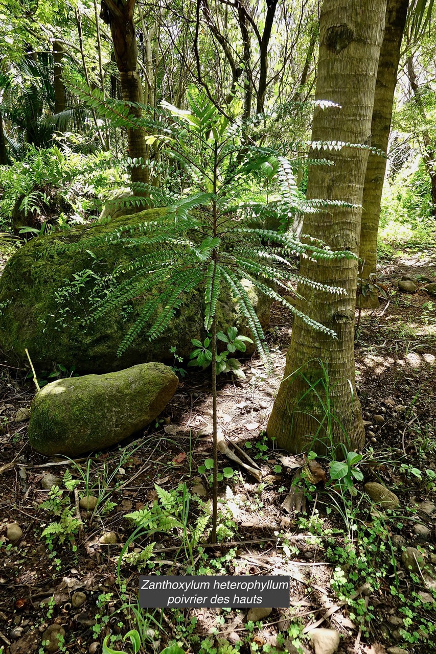 Zanthoxylum heterophyllum.bois de poivre.poivrier des hauts.rutaceae.endémique Réunion.Maurice.Rodrigues..jpeg