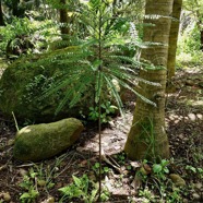 Zanthoxylum heterophyllum.bois de poivre.poivrier des hauts.rutaceae.endémique Réunion.Maurice.Rodrigues..jpeg